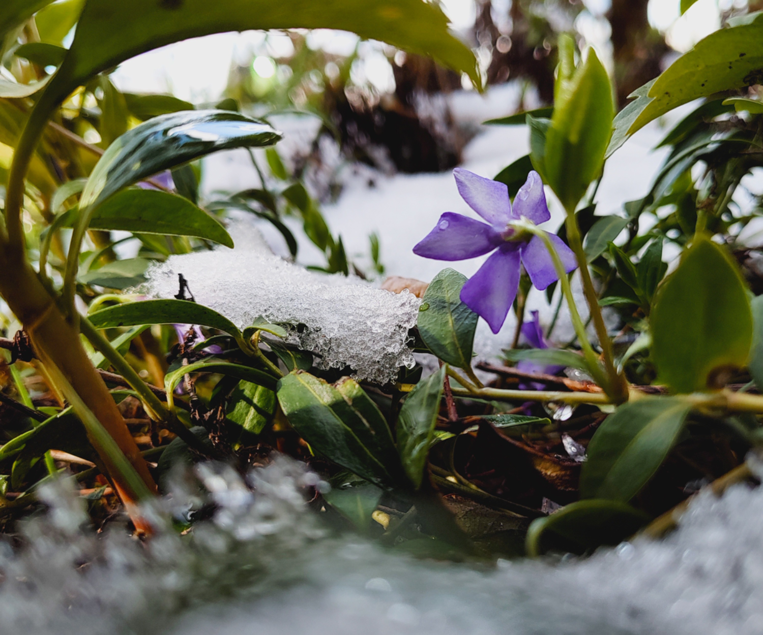 Barwinek pospolity (Vinca minor L.)